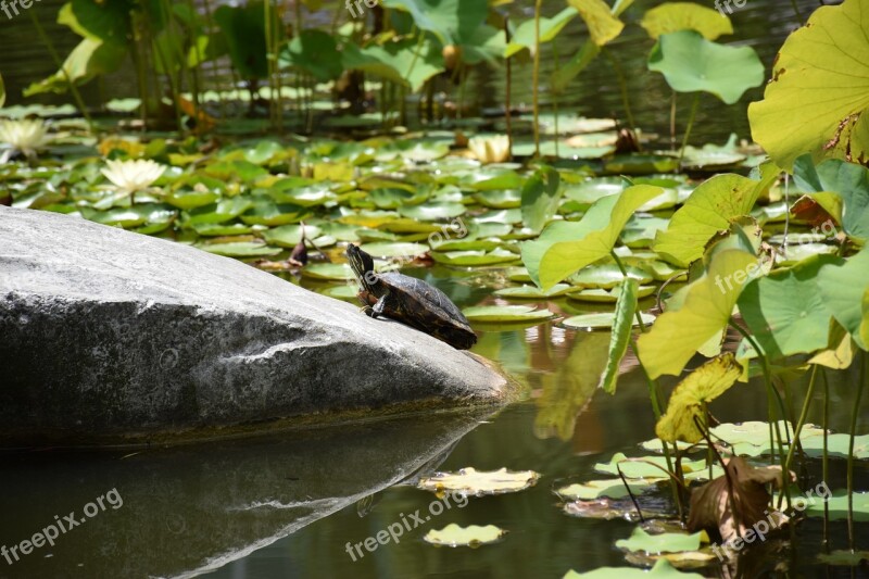 Turtle Water Nature Reptiles Shell