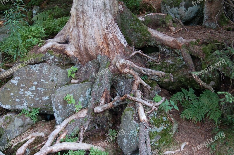 Stones Root Nature Forest Rooted