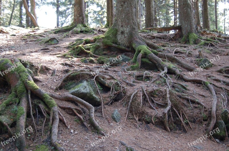 Root Trees Wood Overgrown Nature