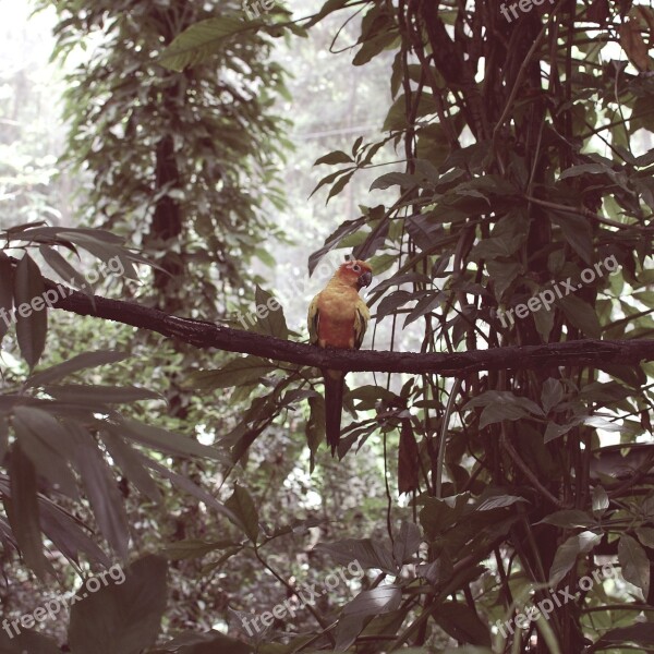 Singapore Bird Parrot Forest Travel