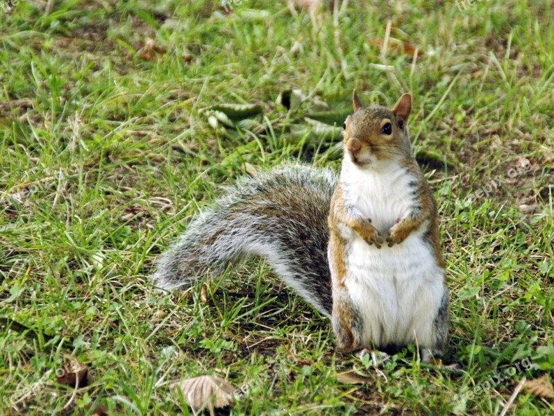 Squirrel Nature Rodent Animal Grey Squirrel