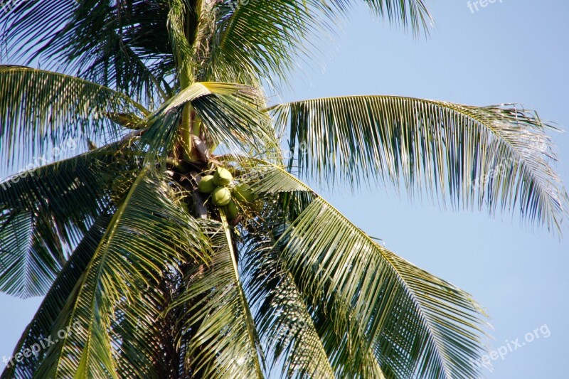 Thailand Palm Sky Vacations Wave