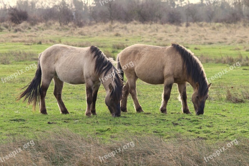 Horse Horses Nature Pasture Animals