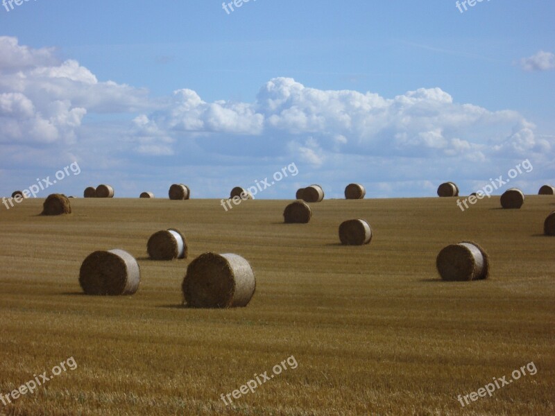 Straw Round Bales Straw Bales Agriculture Summer