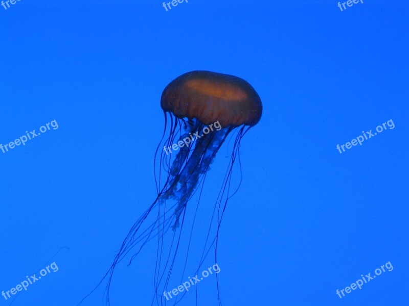 Jellyfish Aquarium Blue Wildlife Aquatic