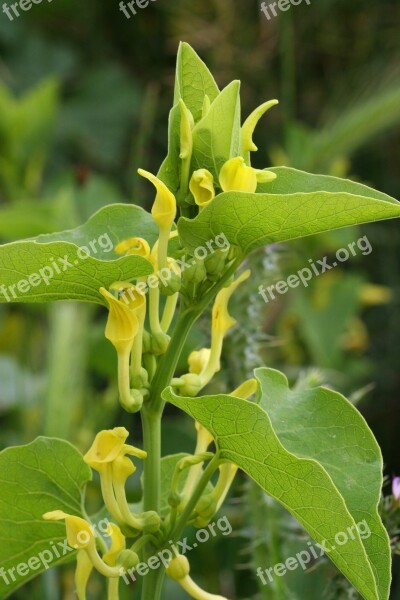 Aristolochia Clematis Wild Flowers Vines Spring Free Photos