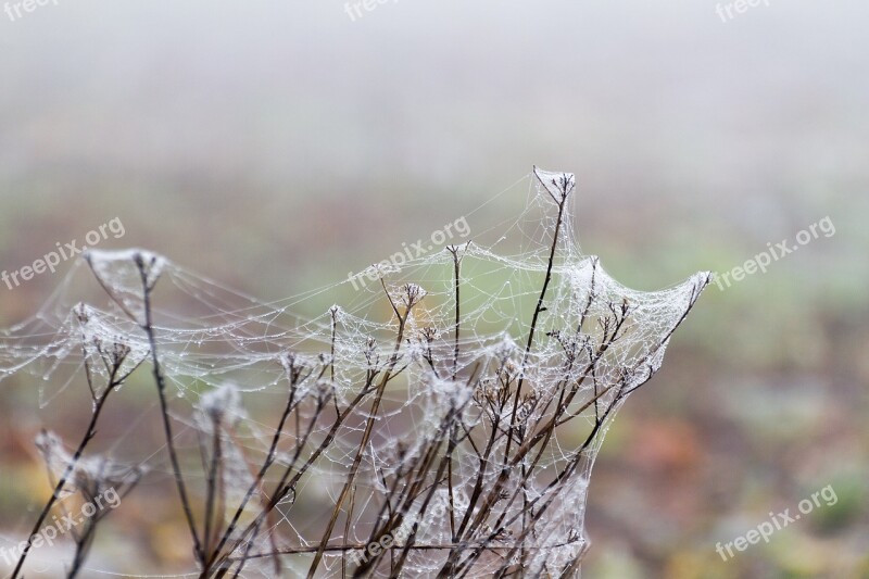 Spider Webs Fog Morgentau Autumn Meadow