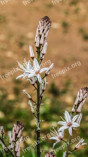 Flowers Blossom Buds White Petals Purple Stripes