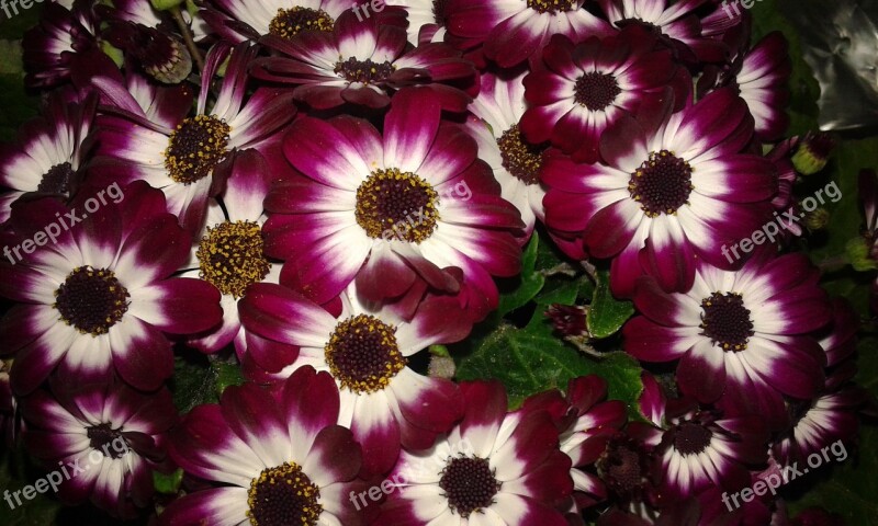 Cineraria Flower Green Area Plant