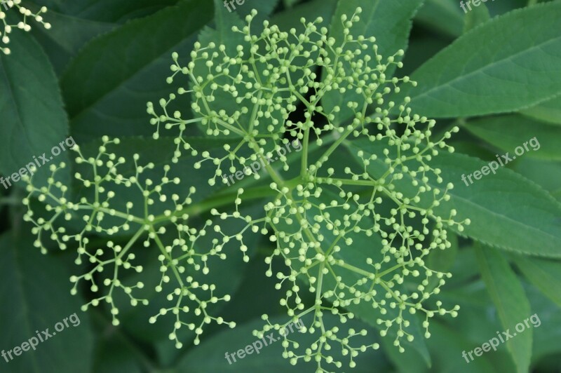 Flowers Green Star Plants Fields