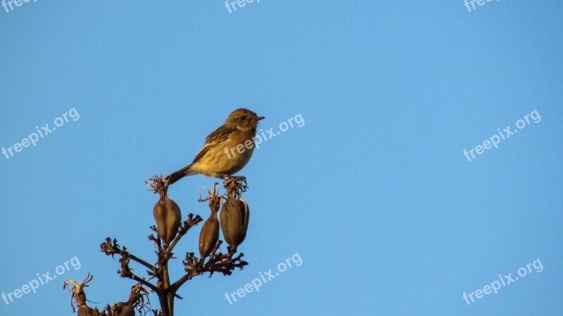 Robin Sitting Tree Wildlife Bird