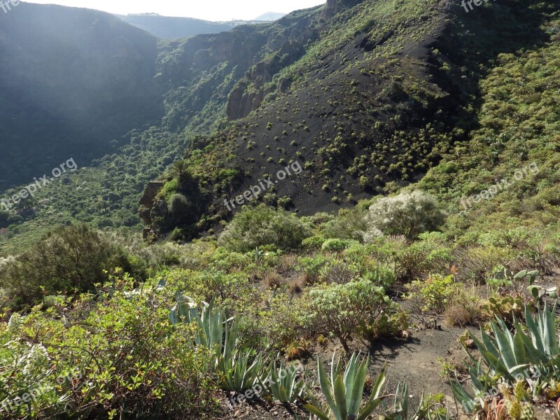 Nature Gran Canaria Volcano Landscape Flora