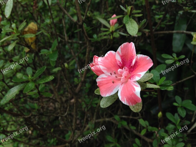 Pink Flower Azalea Maui Nui Botanical Gardens Free Photos