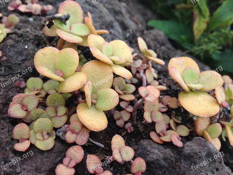 Jade Plant Crassula Ovata Succulent Rock Wild