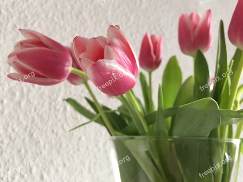 Tulip Spring Flower Spring Flower Vase Close Up