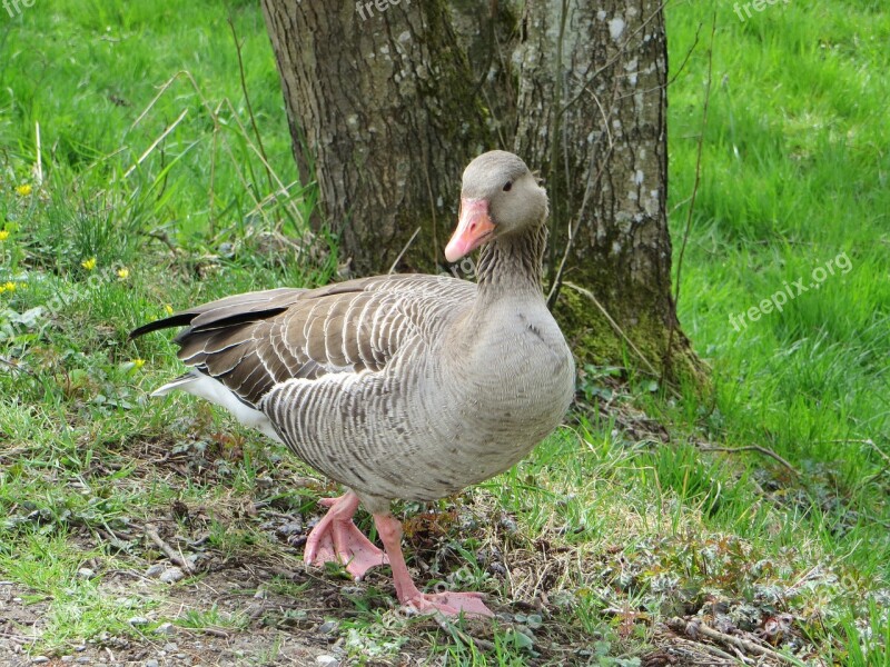 Greylag Goose Goose Poultry Water Bird Animal