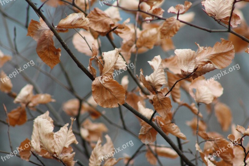 True Leaves Leaves Autumn Leaf Foliage Leaf