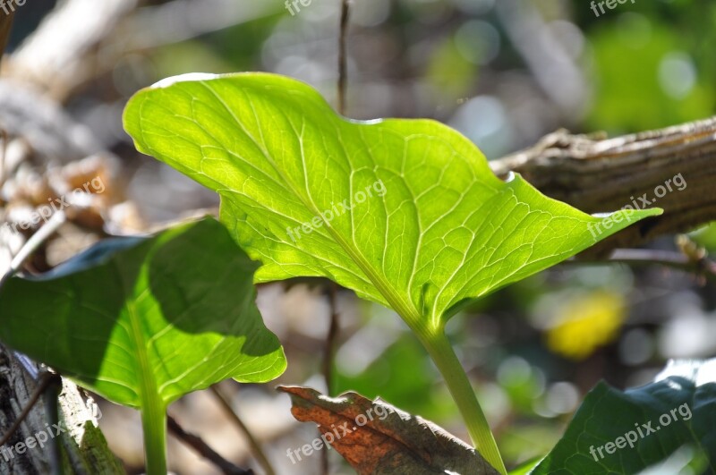 Plant Leaf Green Garden Foliage