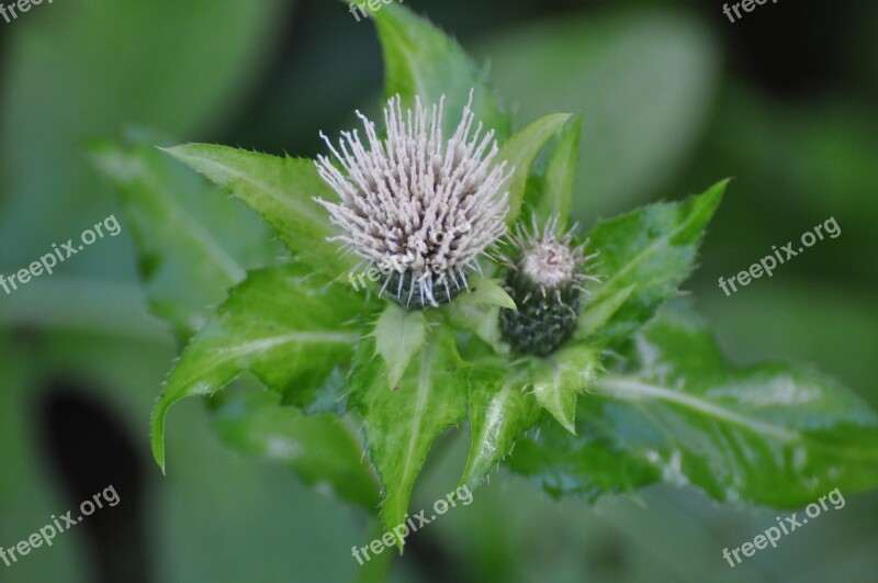 Thistle Wild Plant Spring Plant Flowers