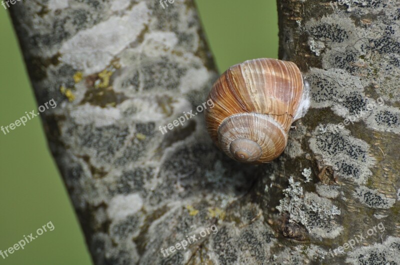 Snail Trunk Burgundy Nature France