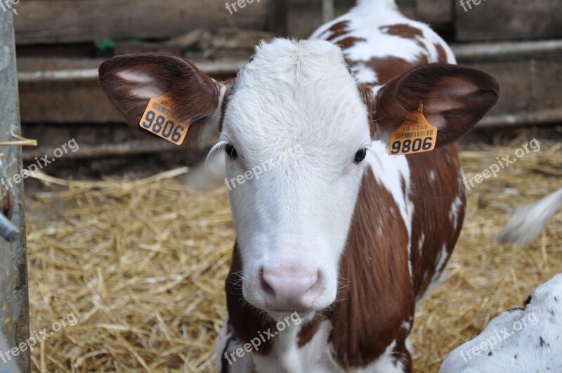 Calf Farm Cattle Farm Animals Cow