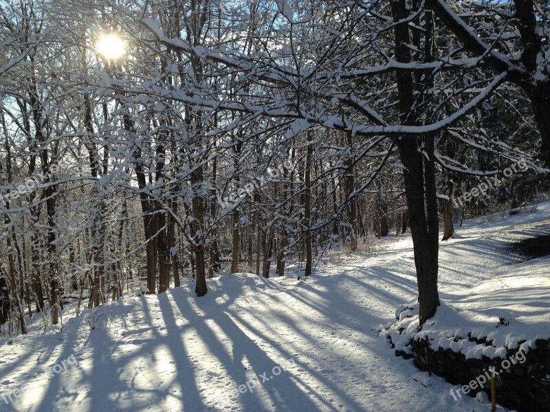 Snow Trees Sunlight Branches Winter