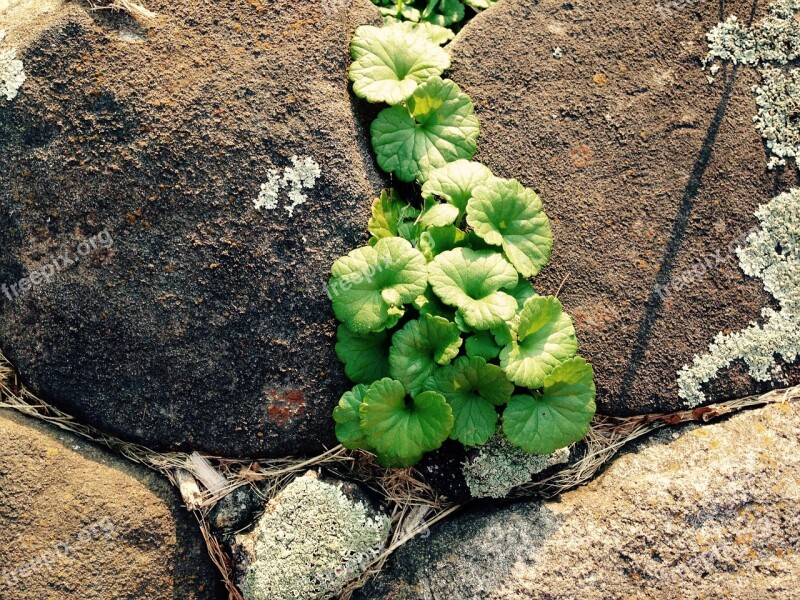 Green Leaves Small Plant Growing