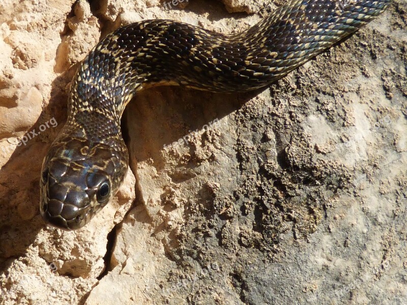 Black Snake Snake Threat Free Photos