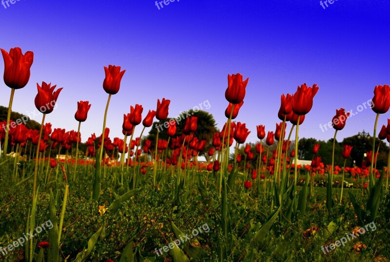 Red Tulip Field Green Flower England