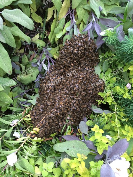 Honeybee Beehive Bee-house Forest Swarm