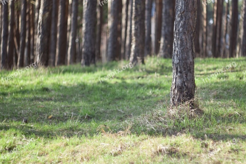 Greens Grass Trees Nature Forest