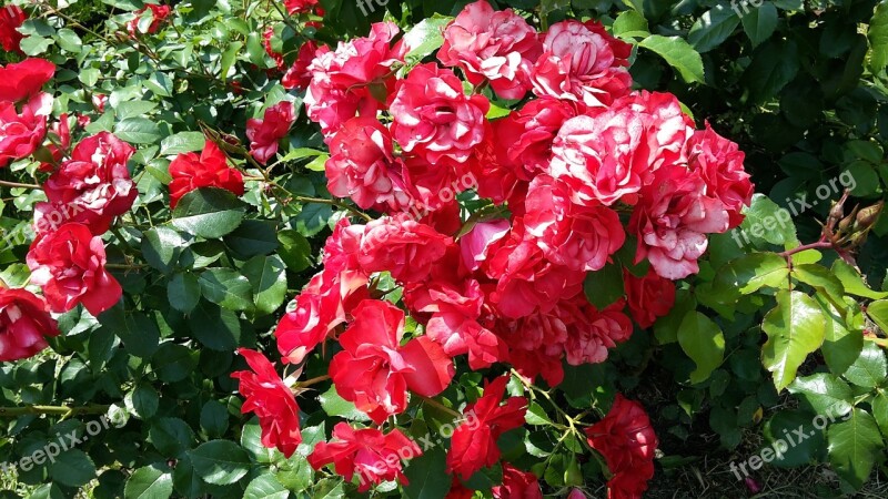 Plant Redhead Nature Red Flower Bloom