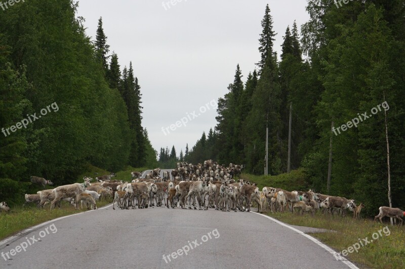 Reindeer Road Horse-sleigh Free Photos