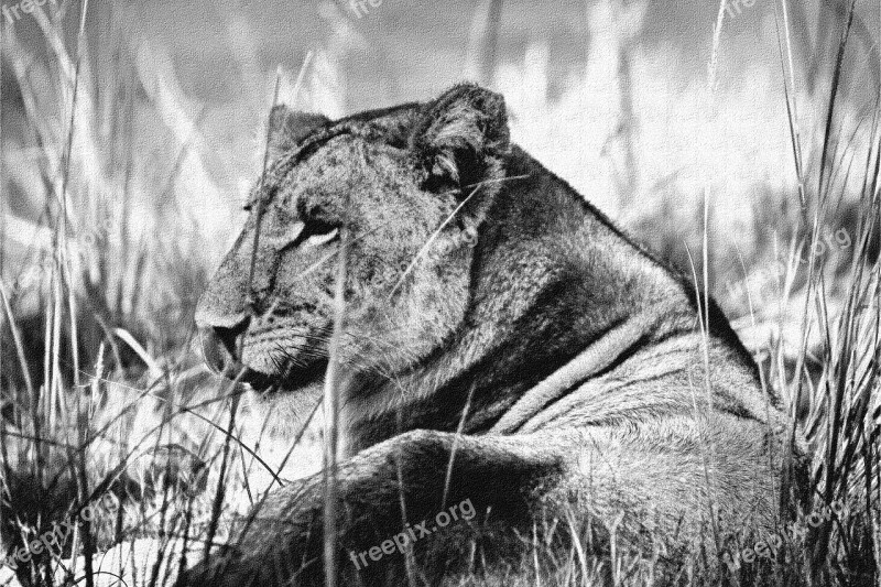 Lioness Resting Black White B W