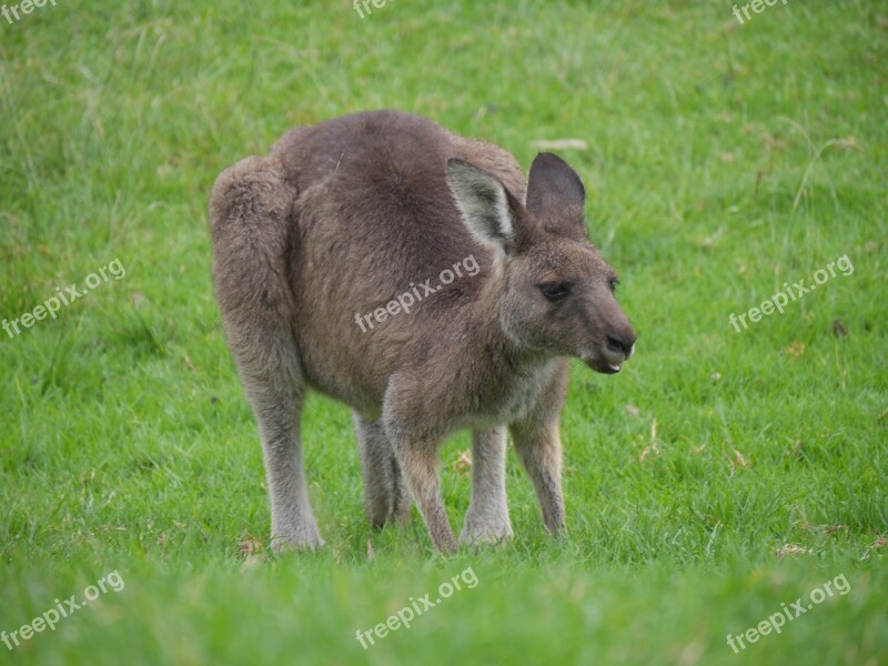 Kangaroo Australia Marsupial Free Photos