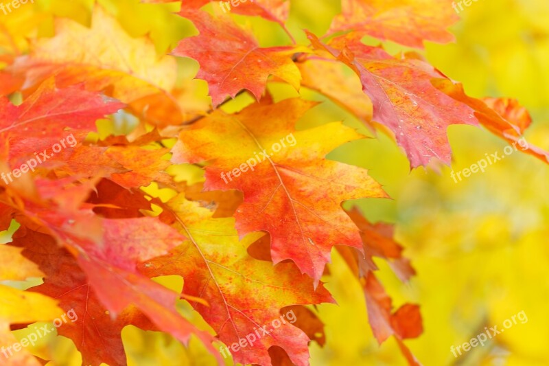 Fall Foliage Autumn Leaves Colorful Fall Color