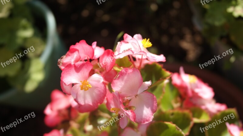 Begonia Garden Houseplants Green Thumb Flowers