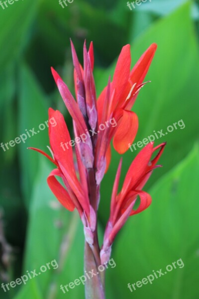 Canna Flower Bloom Garden Nature