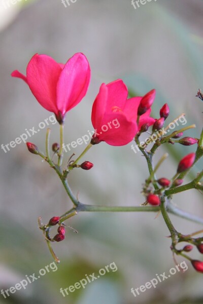 Pink The Nature Of The Flower Macro Free Photos