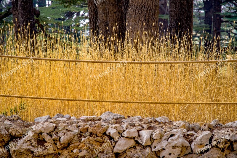 Grass High Dry Grassy Grassland