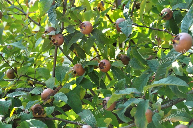 Loquats Fruit Kernobstgewaechs Nature Tree