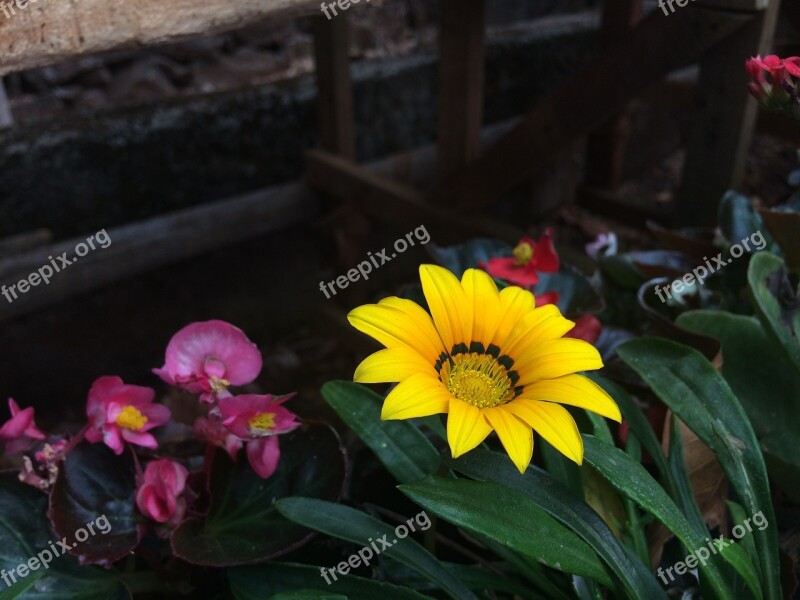 Flower Show Yellow Flora Free Photos