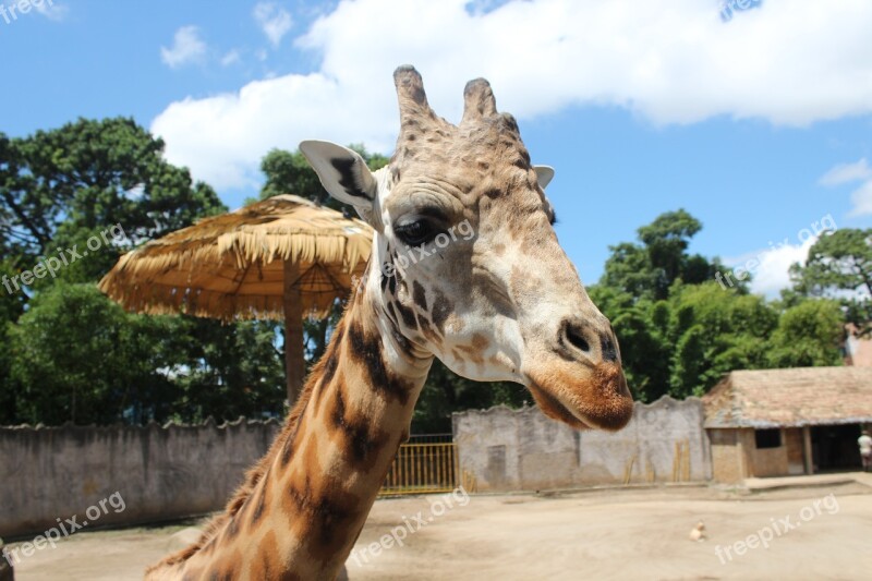 Giraffe Guatemala Central America Zoo Male