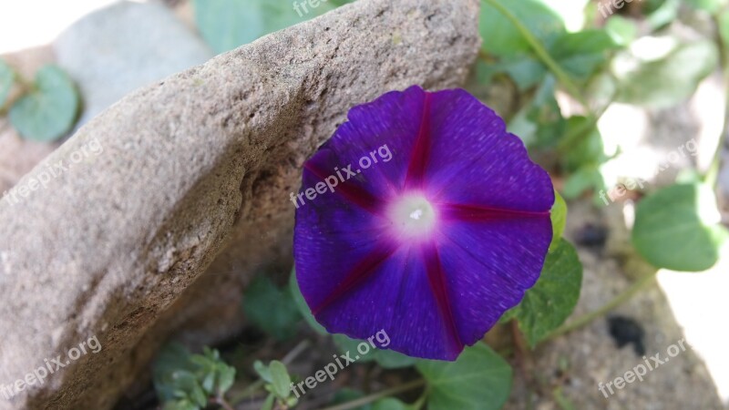 Flower Morning Glory Blue Garden Purple