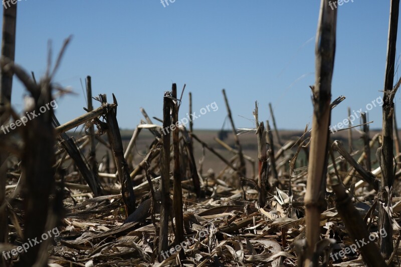 Corn Harvested Crop The Brazilian Agribusiness Open Field Free Photos