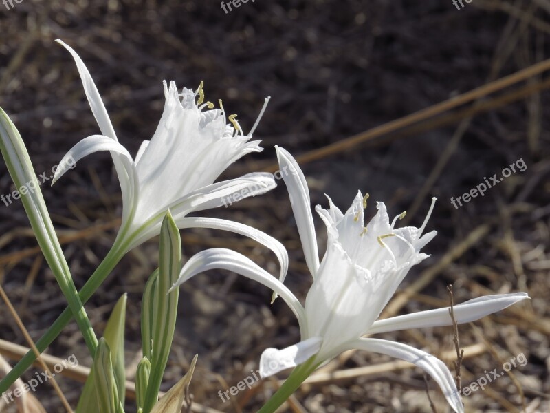 Peniscola Reserve Of Irta Flower Dune Free Photos