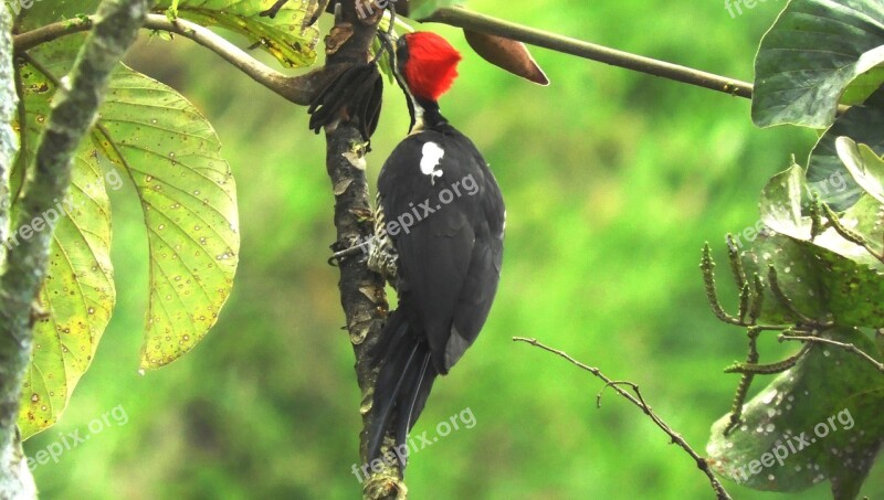 Nature Ave Carpenter Bird Plumage