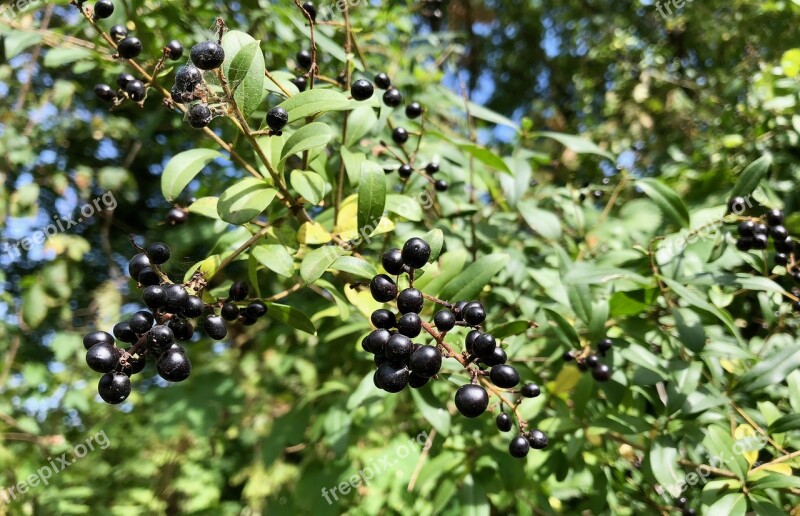 Berries Bush Fruits Plant Nature