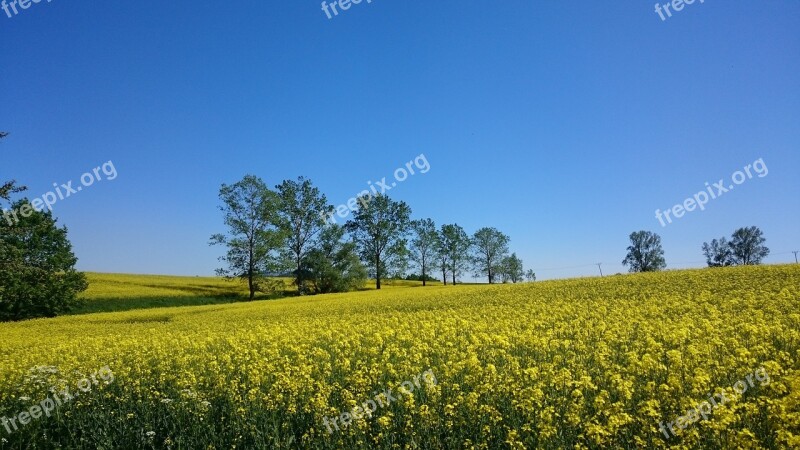 Landscape Rapeseed Sky Free Photos