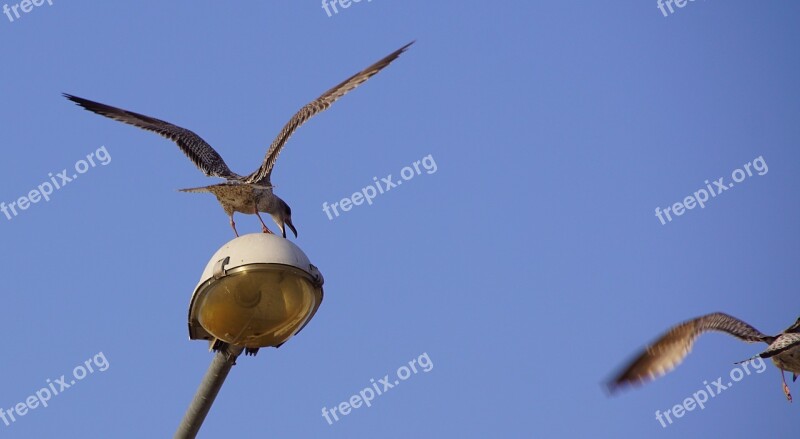 Seagull The Seagulls Sea Bird Sky